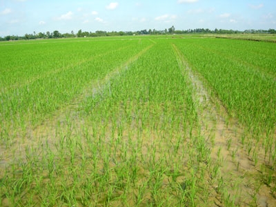 Cả nước đã gieo cấy đạt 1 790,6 nghìn ha lúa Mùa
