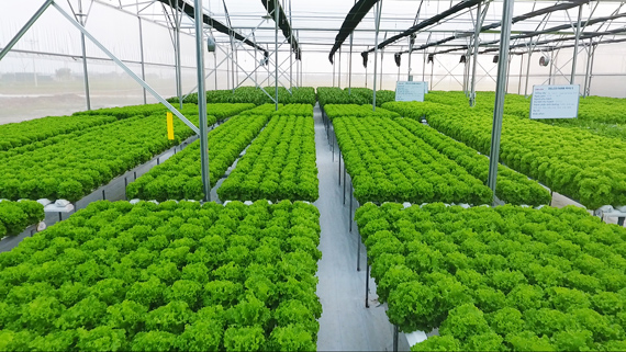 Bỏ bằng đại học về quê trồng rau sạch công nghệ cao đầu tiên ở Tuyên Quang