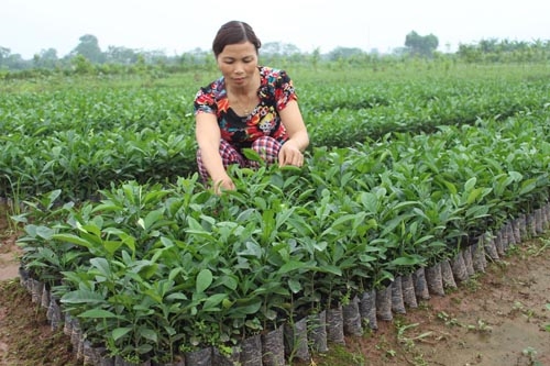 Tăng cường công tác đào tạo nghề nông nghiệp cho lao động nông thôn