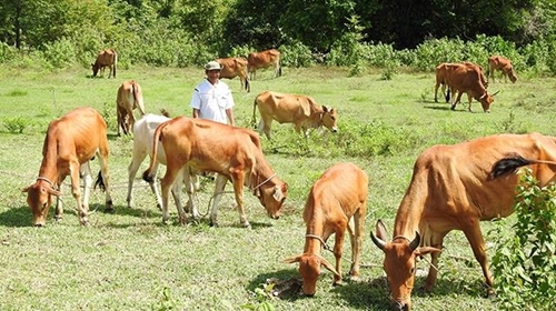 Dự án “Ngân hàng bò” mở hướng thoát nghèo ở Ninh Thuận