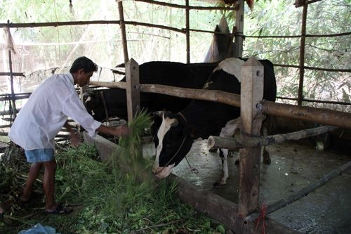 Hiệu quả từ Dự án hỗ trợ người nghèo nuôi bò ở Sóc Trăng