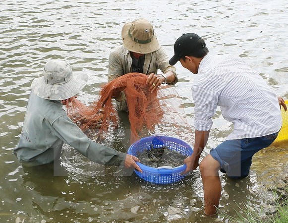 Hồi sinh vùng đất phèn mặn