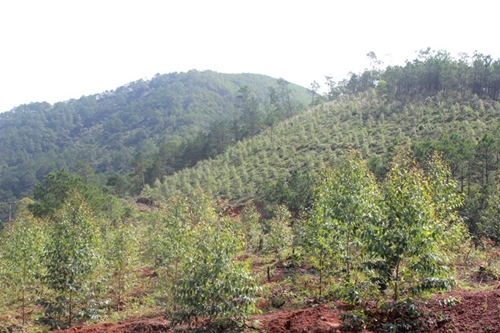Nỗ lực thực hiện các chỉ tiêu kế hoạch bảo vệ và phát triển rừng