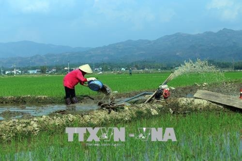 Điện Biên khắc phục tình trạng lúa Đông Xuân bị hư hại sau đợt rét đậm, rét hại