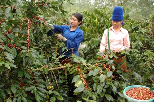 Đắk Lắk tái cơ cấu lại ngành cà phê để phát triển bền vững