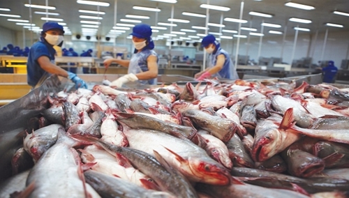 Tiền Giang Giá cá tra nguyên liệu tăng mạnh