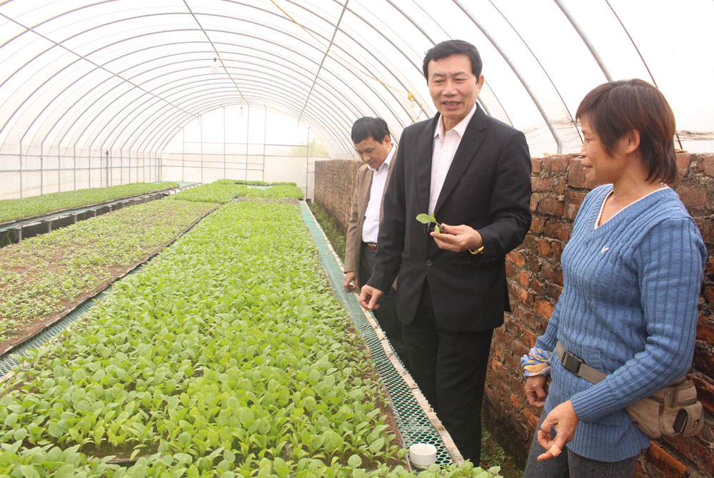 Ninh Bình Hiệu quả từ mô hình trồng rau mầm  Ảnh thời sự trong nước   Kinh tế  Thông tấn xã Việt Nam TTXVN