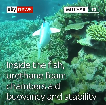 Robot cá SoFi có thể bơi mềm mại trong nước