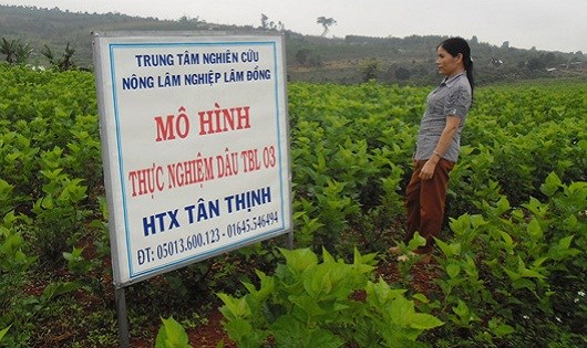 Những HTX nông nghiệp góp sức xây dựng nông thôn mới  Đảng Cộng sản Việt  Nam  Đại hội XIII