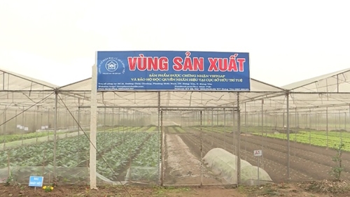 Hưng Yên có trên 220 héc ta rau và cây ăn quả VietGAP