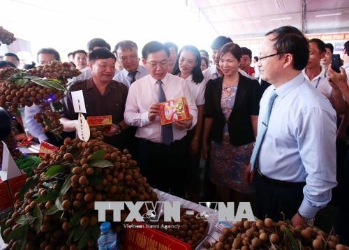 Phó Thủ tướng Vương Đình Huệ Hưng Yên cần quy hoạch vùng sản xuất nhãn hợp lý, không để được mùa mất giá