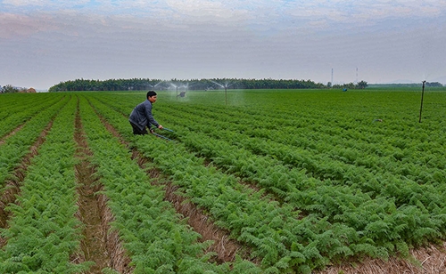 Bắc Ninh Hỗ trợ nông dân xây dựng các mô hình phát triển kinh tế