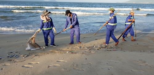 Đà Nẵng Cá chết hàng loạt dạt vào bờ biển Nguyễn Tất Thành