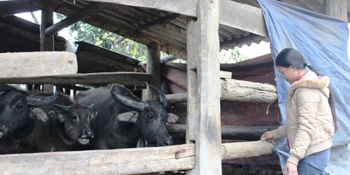 TP Vĩnh Yên Chủ động phòng, chống đói rét cho đàn vật nuôi, thủy sản