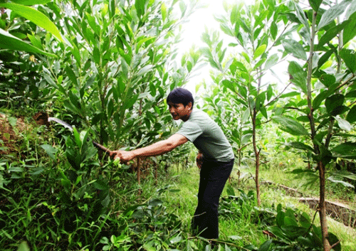 Vĩnh Phúc Phấn đấu Vụ Đông Xuân 2018 – 2019 tổng diện tích gieo trồng cây hàng năm đạt 39 400ha