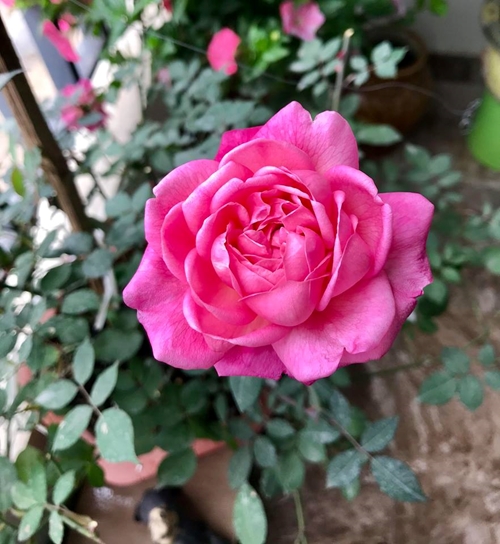 Mẹ là bông hồng thơm