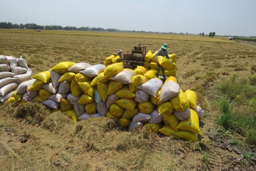 Các địa phương Đồng bằng sông Cửu Long triển khai các giải pháp thu mua lúa gạo