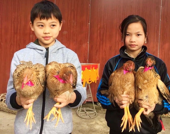 Top hơn 53 về mô hình đàn gà mầm non hay nhất  Tin học Đông Hòa