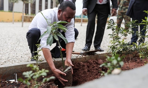 Ethiopia trồng hơn 350 triệu cây xanh chỉ trong một ngày