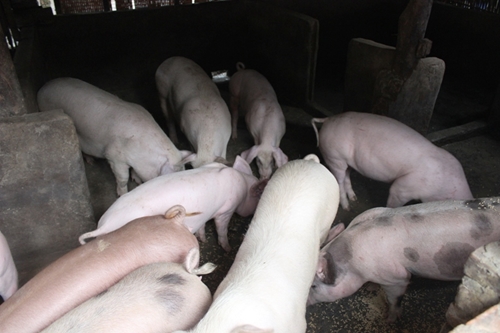 Vĩnh Phúc Phát triển chăn nuôi trở thành ngành hàng hóa chính trong sản xuất nông nghiệp
