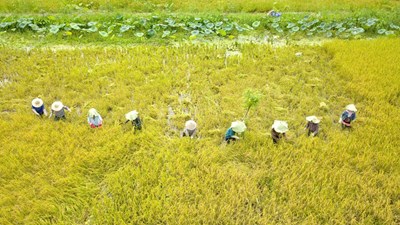 Mùa gặt là thời điểm đẹp nhất của nông thôn Việt Nam. Trong giữa cánh đồng lúa đồng điệu, nhịp điệu của máy gặt và tiếng nói cười của người làm ruộng tạo nên một bức tranh tuyệt đẹp. Hãy xem hình ảnh để cảm nhận một mùa gặt trọn vẹn.