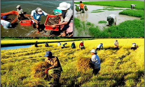Kết luận của Bộ Chính trị về tiếp tục thực hiện Nghị quyết TW 7 khóa X về nông nghiệp, nông dân, nông thôn