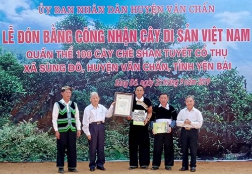 Công nhận Cây Di sản Việt Nam cho quần thể 100 cây chè Shan tuyết cổ thụ ở Yên Bái