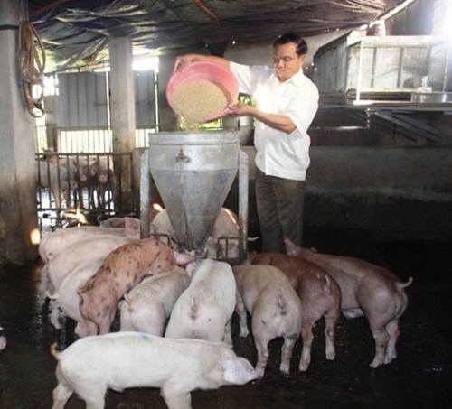 Tăng cường giám sát dịch bệnh, tái đàn chăn nuôi lợn trên địa bàn tỉnh