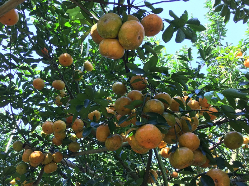 Phát triển vườn cây ăn trái từ nguồn vốn tín dụng chính sách