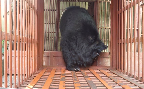 Vườn Quốc gia Tam Đảo tiếp nhận cá thể gấu ngựa 10 tuổi vừa được cứu hộ thành công