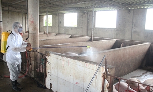 Tam Dương Vĩnh Phúc  Triển khai áp dụng kỹ thuật an toàn sinh học trong chăn nuôi lợn