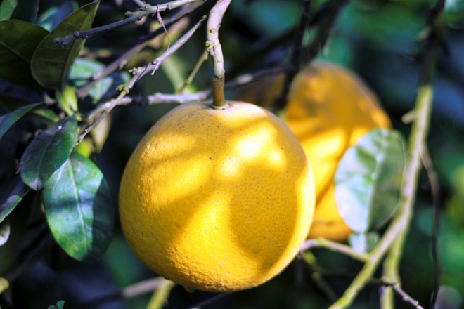 Grapefruit orchard ready for Tet