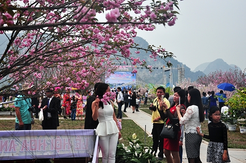 2016 Ha Long Cherry Blossom and Yen Tu Yellow Apricot Flower Festival attracted 70,000 visitors