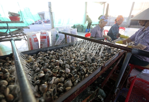 Thai Binh province develops oyster production in coastal areas