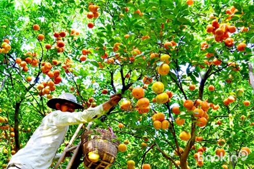 Tra Vinh province plans 20,000 hectares of fruits