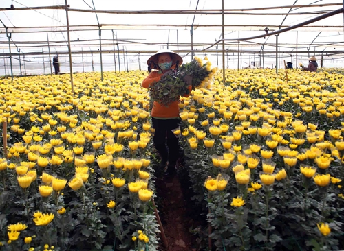 Da Lat city’s flower village