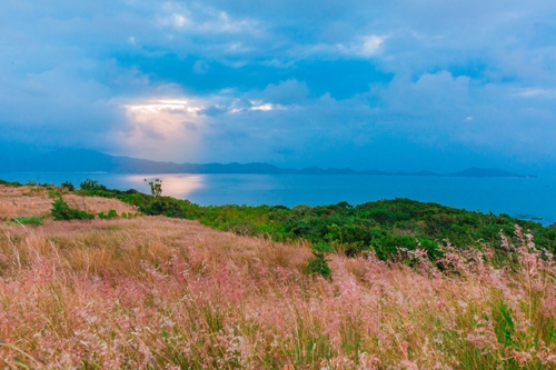 Hill of poetic reeds in Binh Ba Island