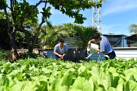 Island soldiers increase vegetable production