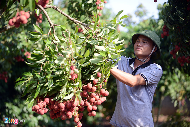 Thieu lichi exported to 30 countries