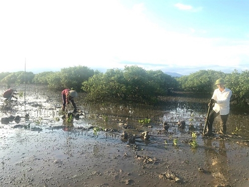 More than 20ha of mangrove forest planted in Quang Ninh