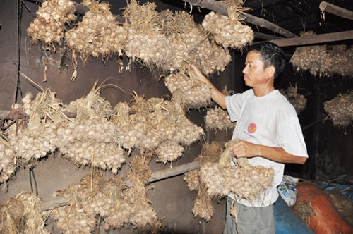 Geographical indication given to An Thinh garlic