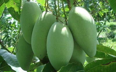 Vietnam is 13th largest mango producer in the world