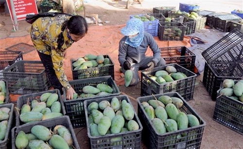 Vietnam to double mango exports German news