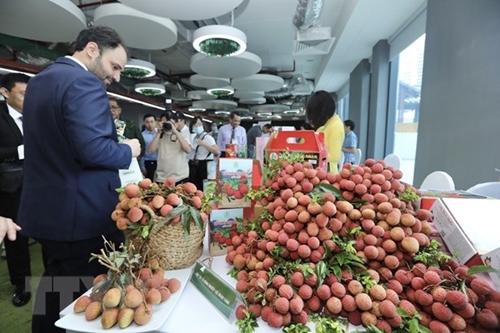 Promoting global brand name of Vietnamese lychees