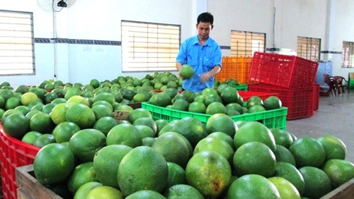 Ben Tre about to export first batch of green-skinned pomelos to US