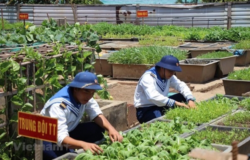 Des potagers verts à Truong Sa malgré les difficultés
