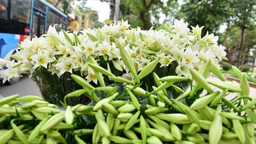 Les lis de Pâques, des fleurs annonciatrices du début de l été à Hanoi