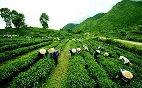莱州省进一步加大对中东、北非和南亚市场的茶叶出口力度