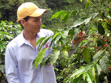 First training center for Vietnamese coffee farmers to set up