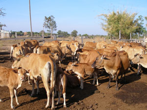 THACO AGRI đầu tư phát triển ngành chăn nuôi bò  Nâng tầm nông nghiệp Việt  Nam